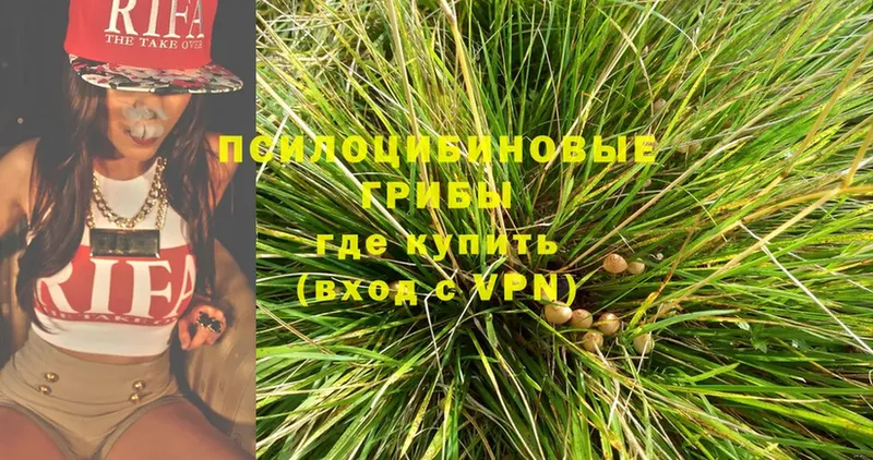 blacksprut зеркало  где можно купить   Калининск  Галлюциногенные грибы Psilocybine cubensis 